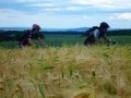wich 15.6.11