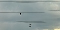 ze šwihu 6.3.2019